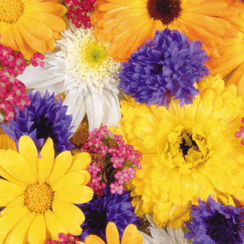 Colourful close-up of mixed flowers—white daisies, yellow marigolds/gerberas, purple cornflowers and small pink blossoms—forming a bright floral background.