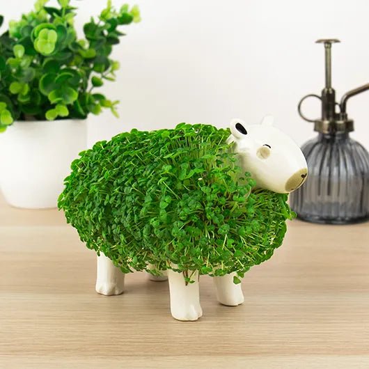 Fully grown capybara chia planter with thick green chia coat on desk beside plant mister