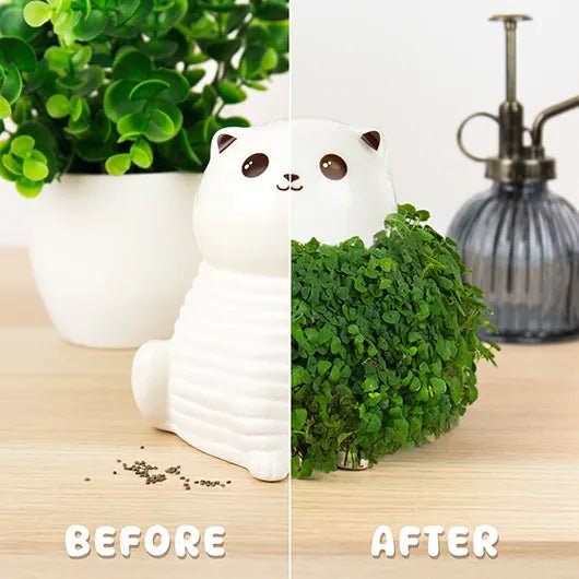 Before and after view of cat chia planter from bare ceramic to fully grown chia