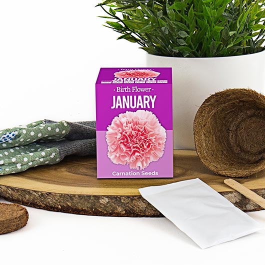 January Birth Flower - Something Different Gift Shop