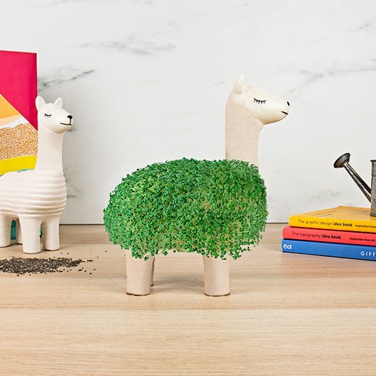 Llama chia planter on wooden desk with full green chia coat and books in background
