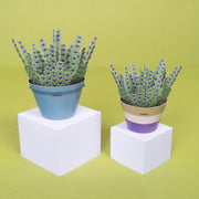 Make Your Own Calming Lavender Paper Plant Kit - Something Different Gift Shop