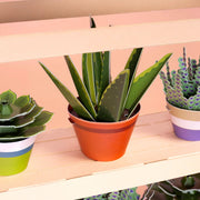 Make Your Own Healing Aloe Vera Paper Plant Kit - Something Different Gift Shop