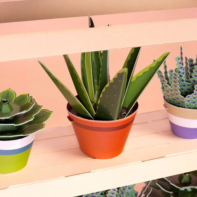 Make Your Own Healing Aloe Vera Paper Plant Kit - Something Different Gift Shop