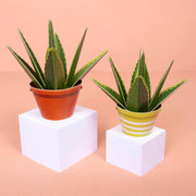 Make Your Own Healing Aloe Vera Paper Plant Kit - Something Different Gift Shop