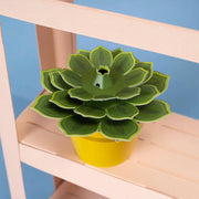 Make Your Own Soothing Succulent Paper Plant Kit - Something Different Gift Shop
