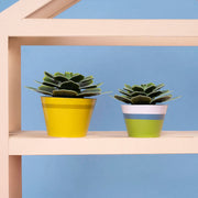 Make Your Own Soothing Succulent Paper Plant Kit - Something Different Gift Shop