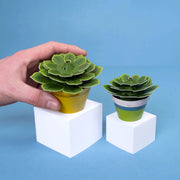 Make Your Own Soothing Succulent Paper Plant Kit - Something Different Gift Shop