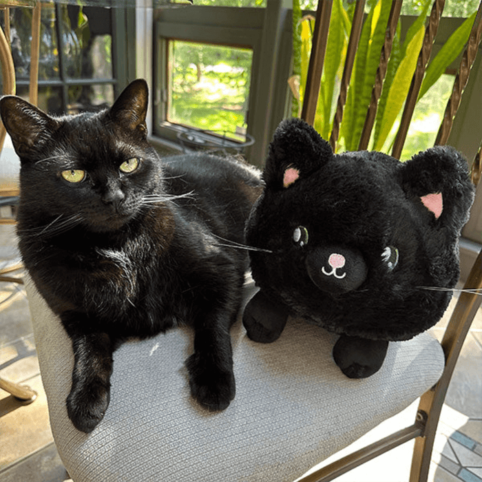 Black cat sitting beside Mini Squishable Black Kitty plush on a chair by a window