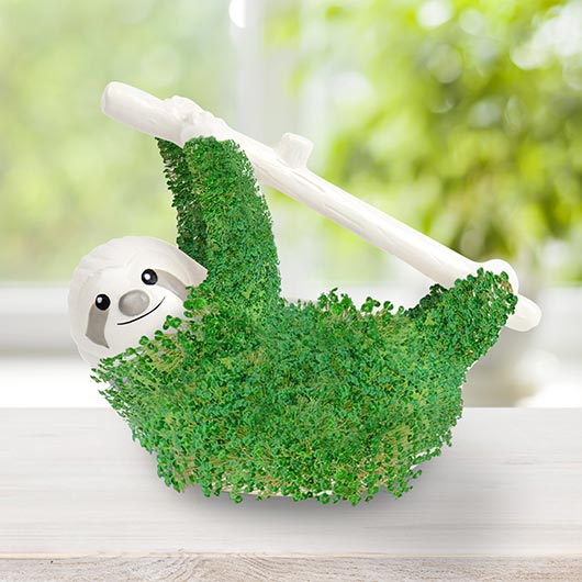 Fully grown sloth chia planter with lush green chia coat displayed on a windowsill