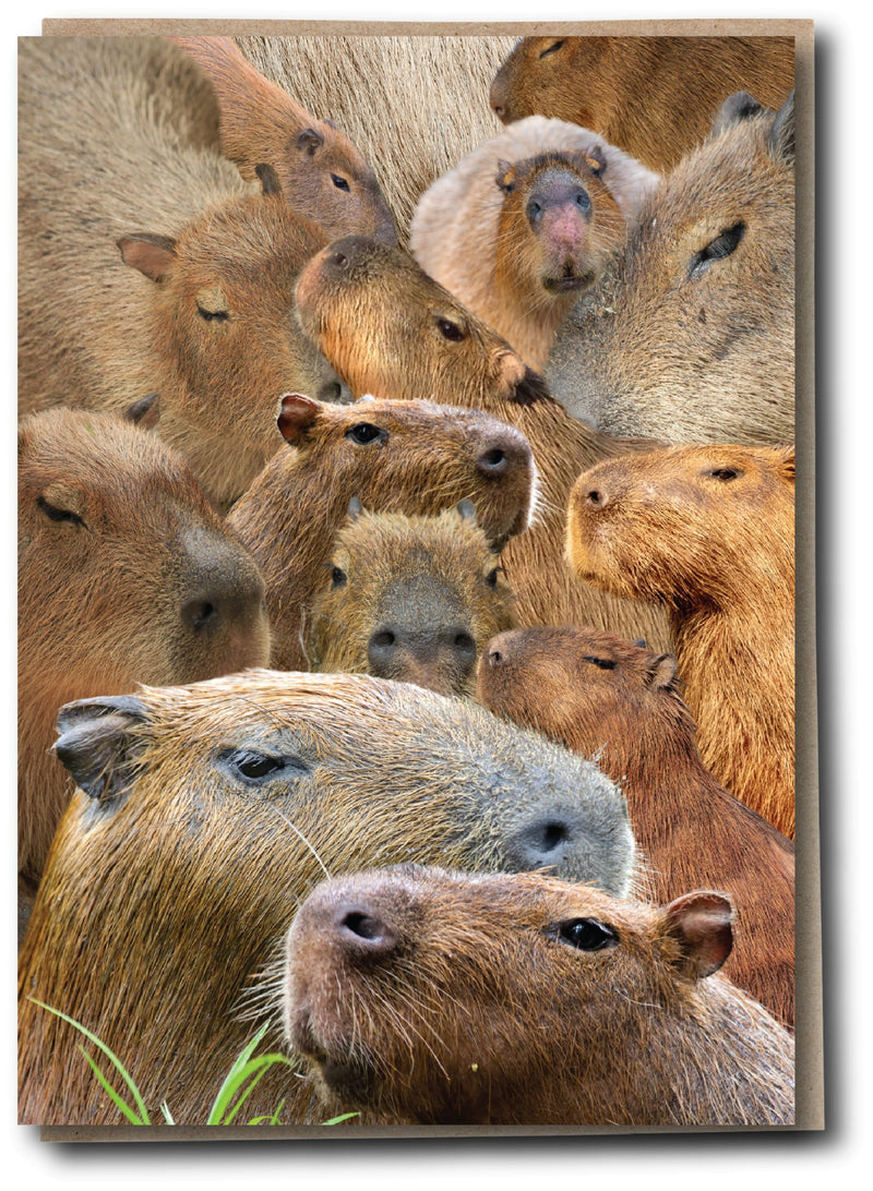 Herd - Cappy Barmy - Something Different Gift Shop