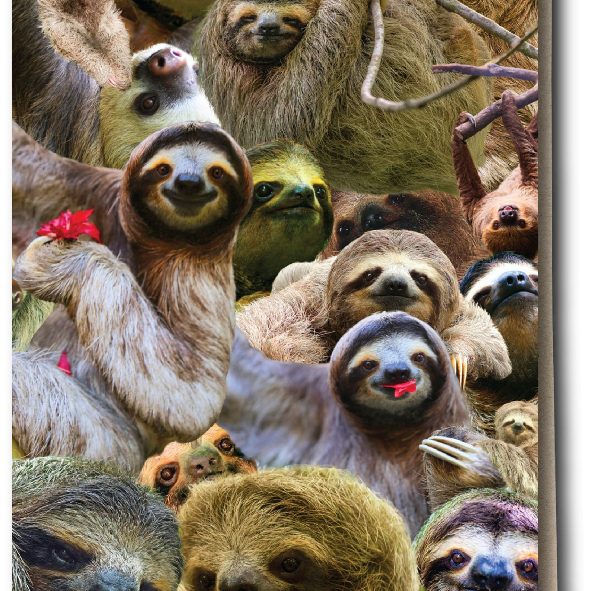 Sloth Gathering Greeting Card - Adorable Sloths — Something Different ...