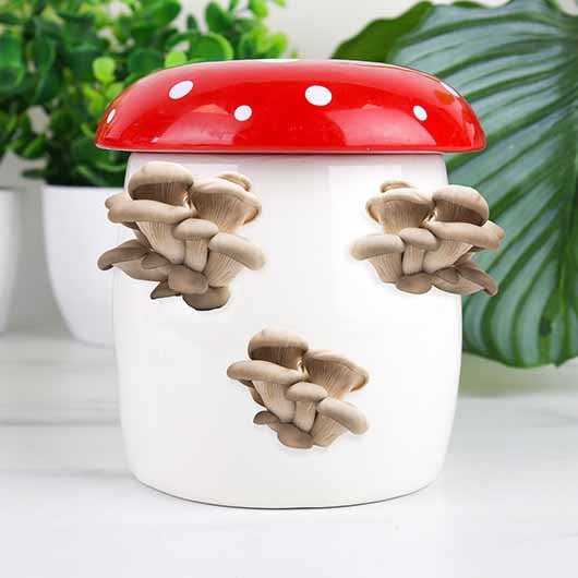 Mushroom Grow Kit - Something Different Gift Shop