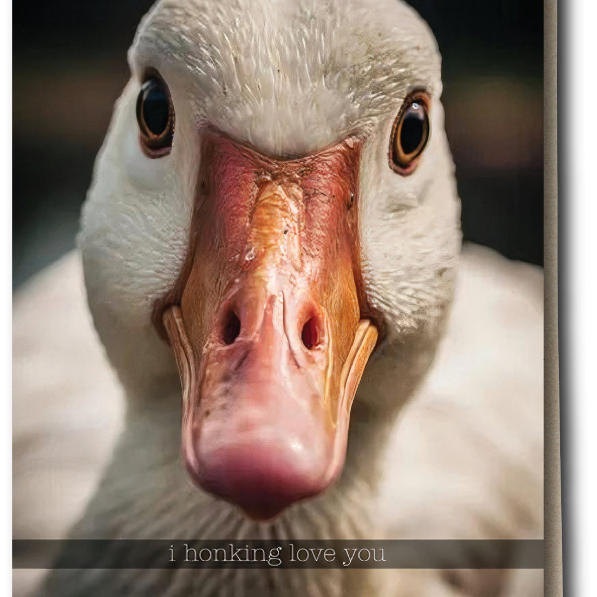 Funny Goose Serious Greeting Cards